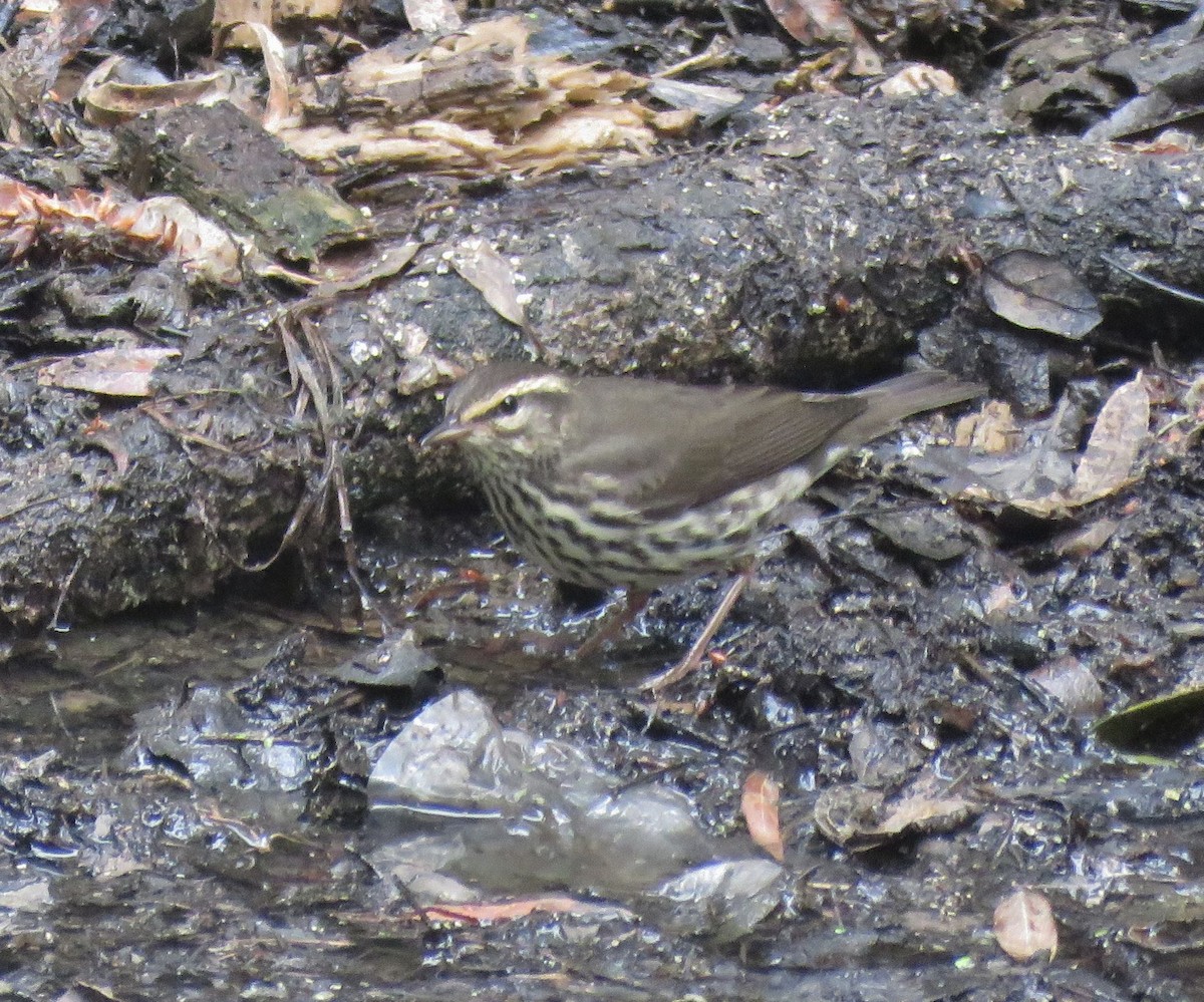Northern Waterthrush - ML113162761