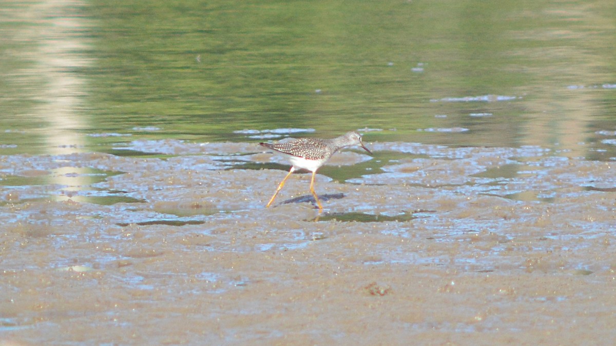 Lesser Yellowlegs - ML113163121