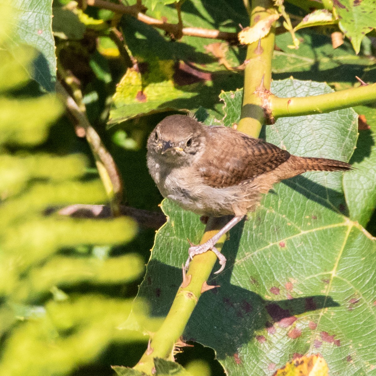 House Wren - ML113163251