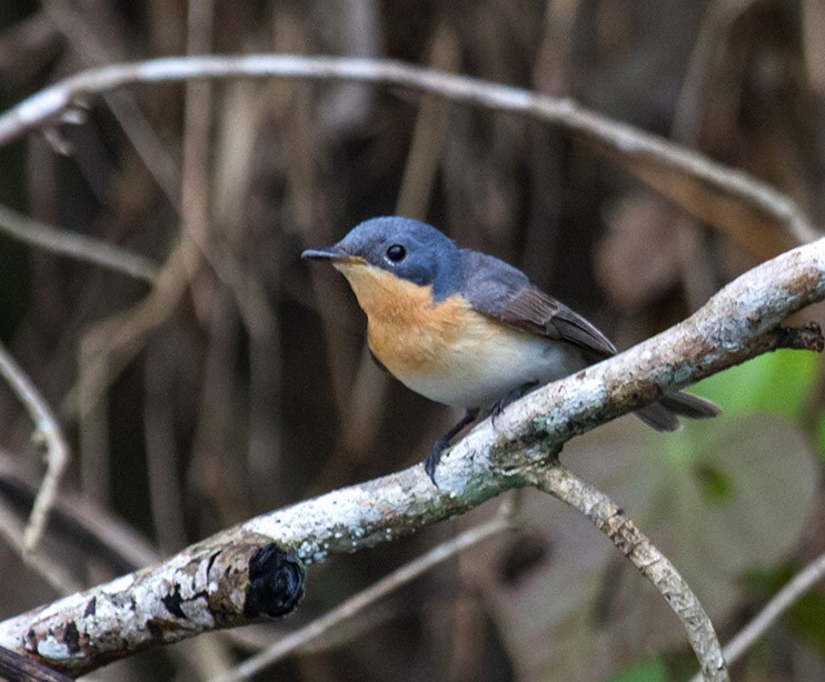 Leaden Flycatcher - ML113163441