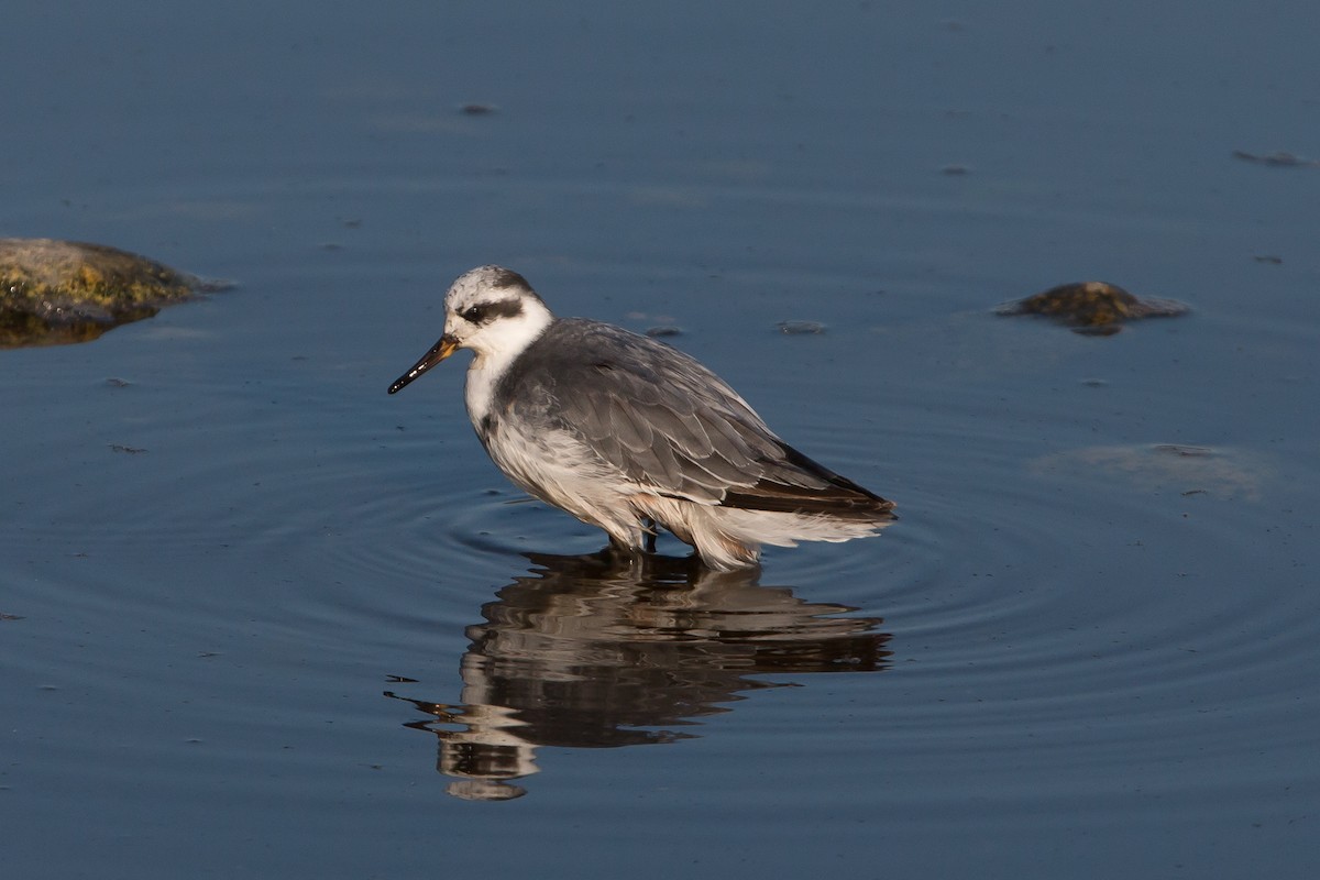 Red Phalarope - ML113164341