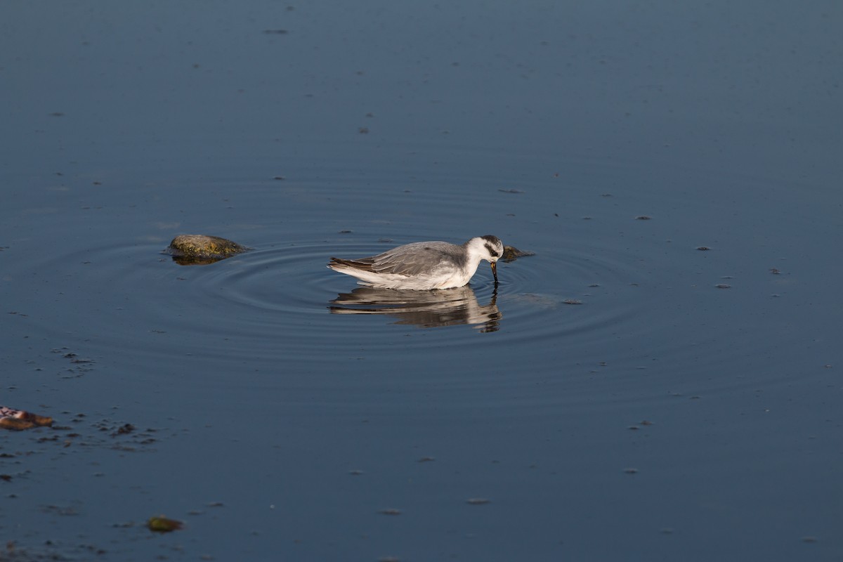 Red Phalarope - ML113164451