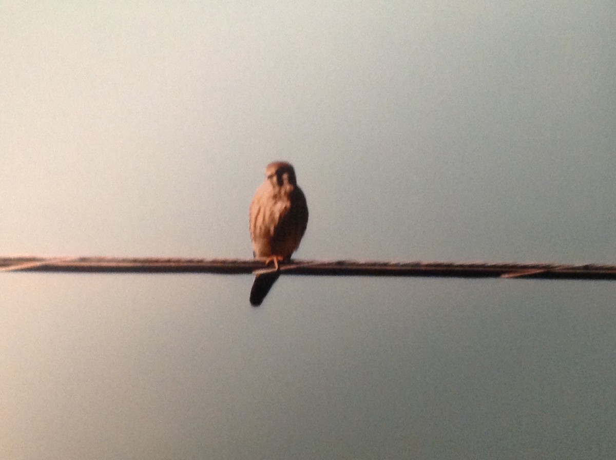 American Kestrel - ML113165481