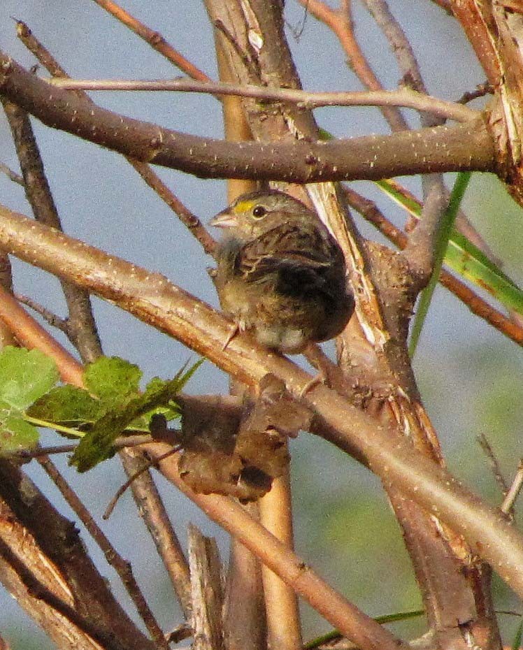 Grassland Sparrow - Hugo Hulsberg