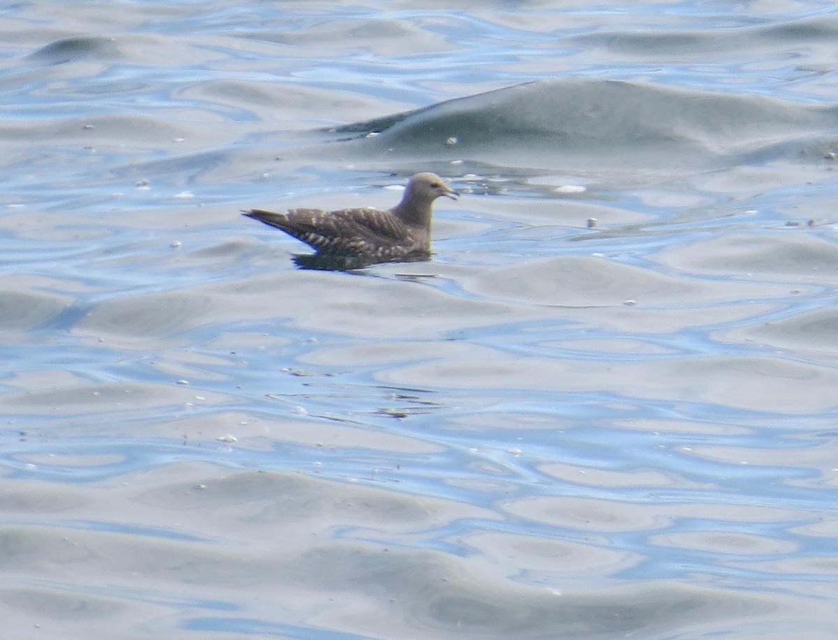 Long-tailed Jaeger - ML113166501