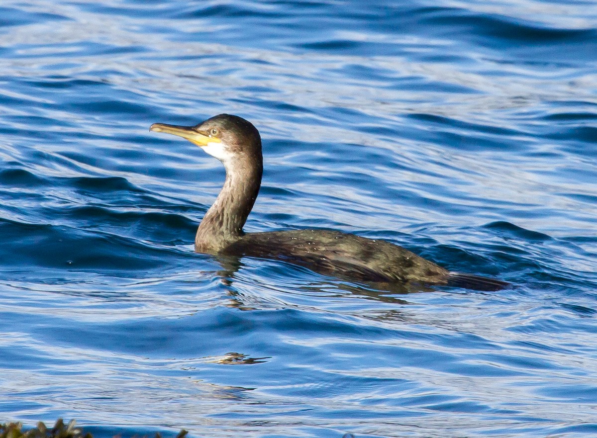 European Shag - ML113167281