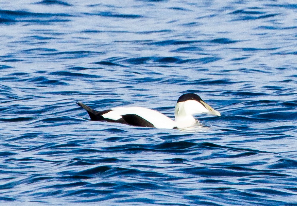 Common Eider - ML113167611