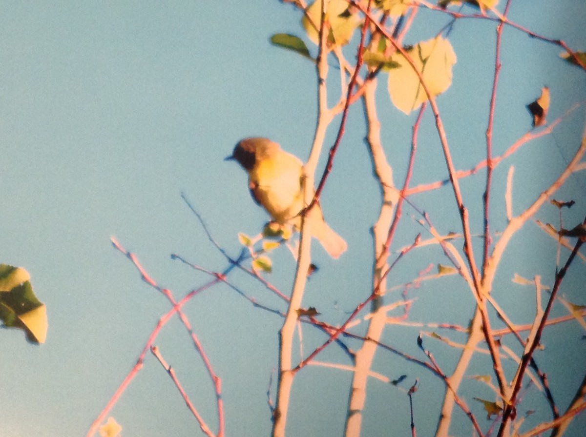 Philadelphia Vireo - ML113167801