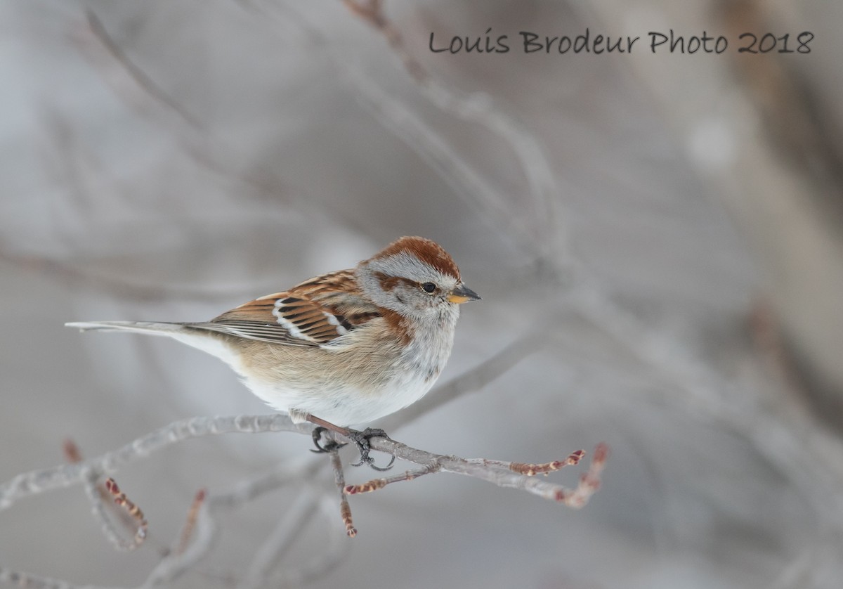 American Tree Sparrow - Louis Brodeur