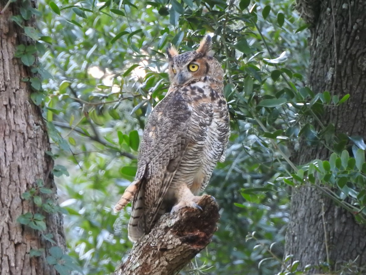 Great Horned Owl - ML113170591