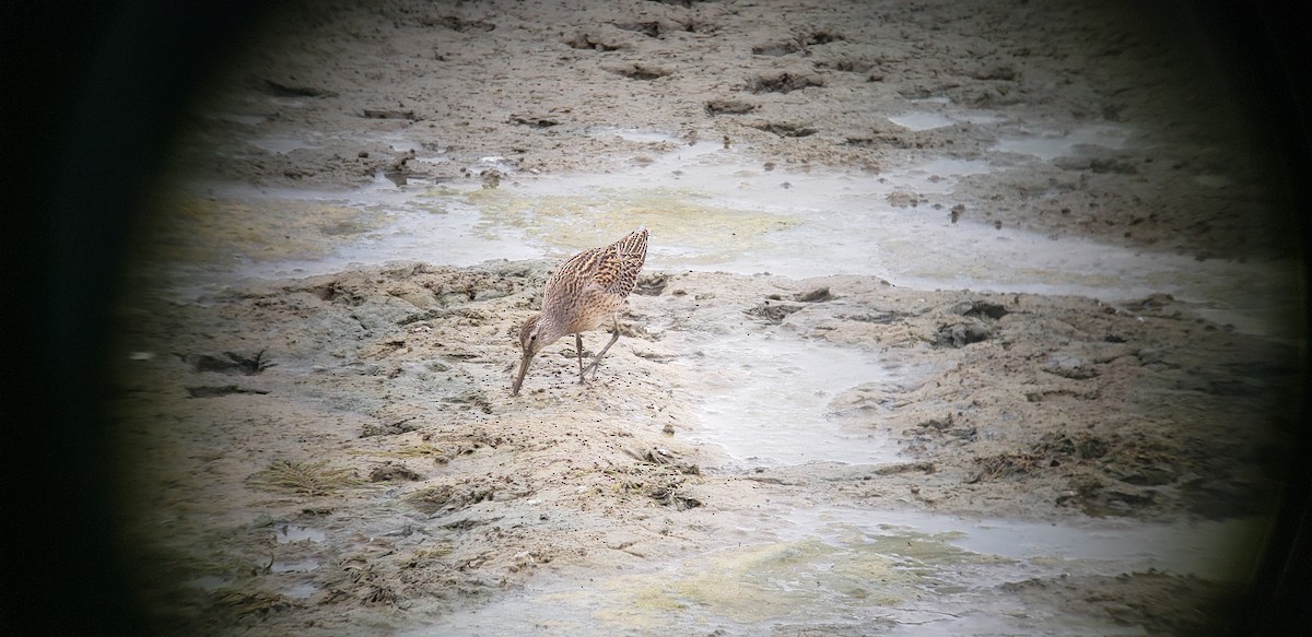 Short-billed Dowitcher - ML113170701