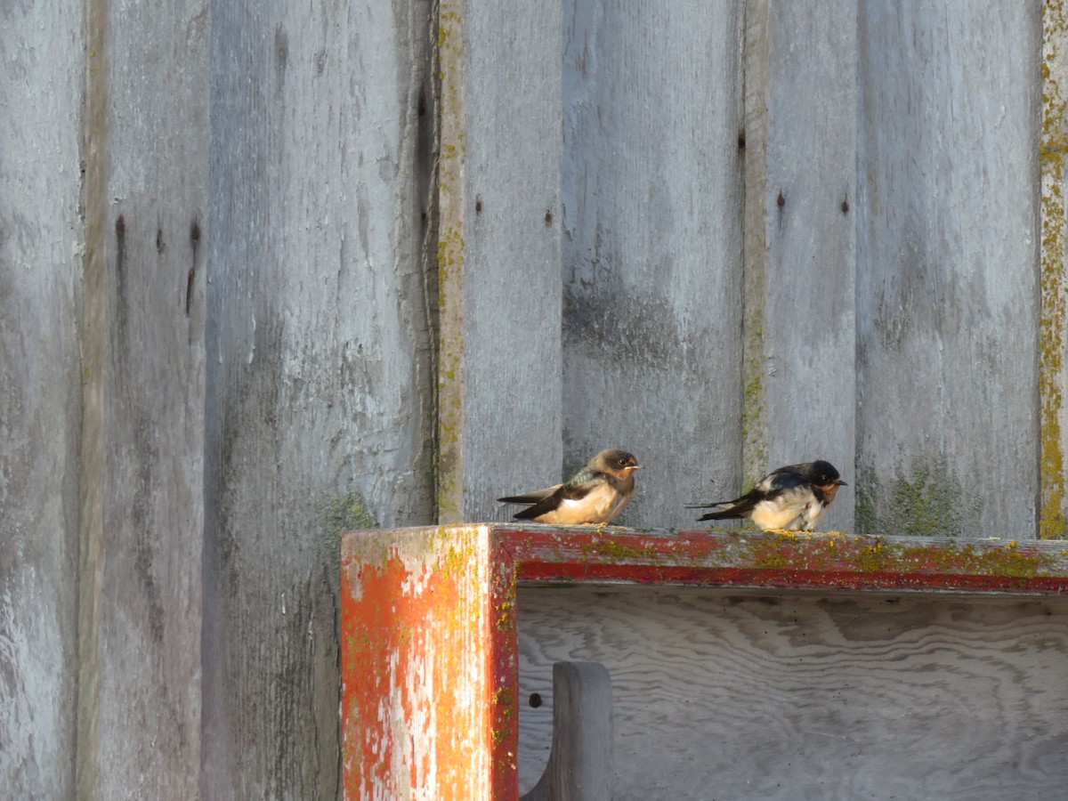 vlaštovka obecná - ML113171071