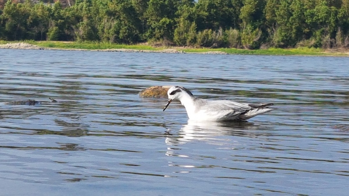 Red Phalarope - ML113172231