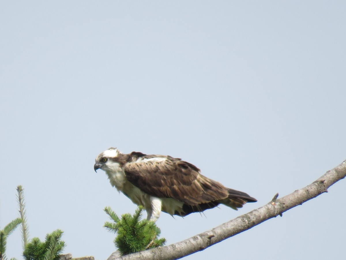 Osprey - ML113172301