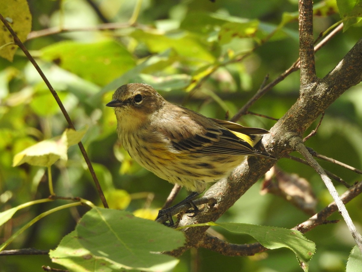 Yellow-rumped Warbler - ML113175041