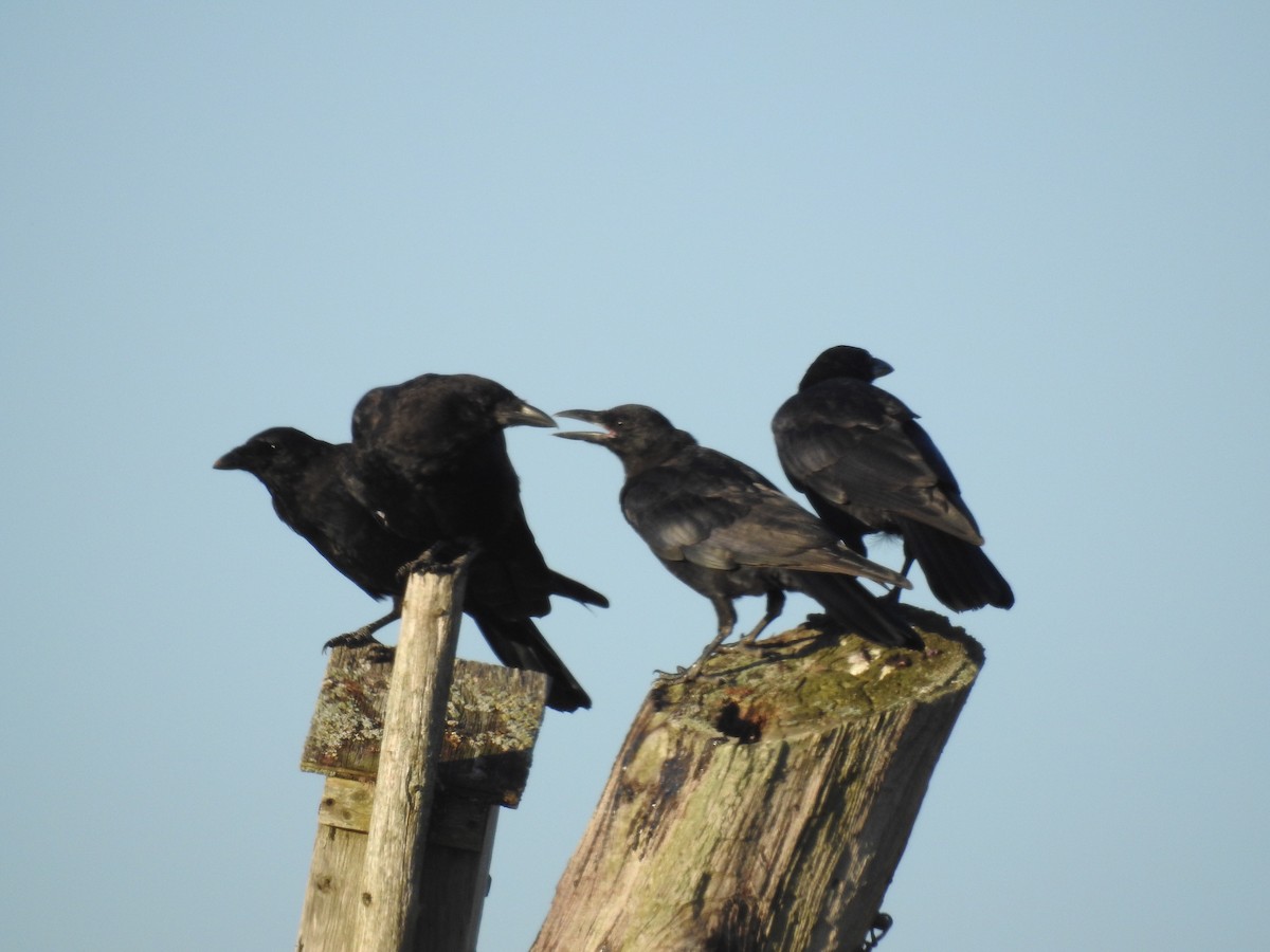 American Crow - ML113175081