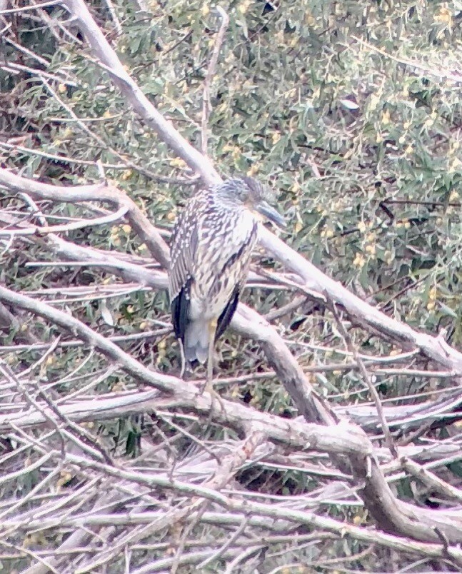 Yellow-crowned Night Heron - ML113178351