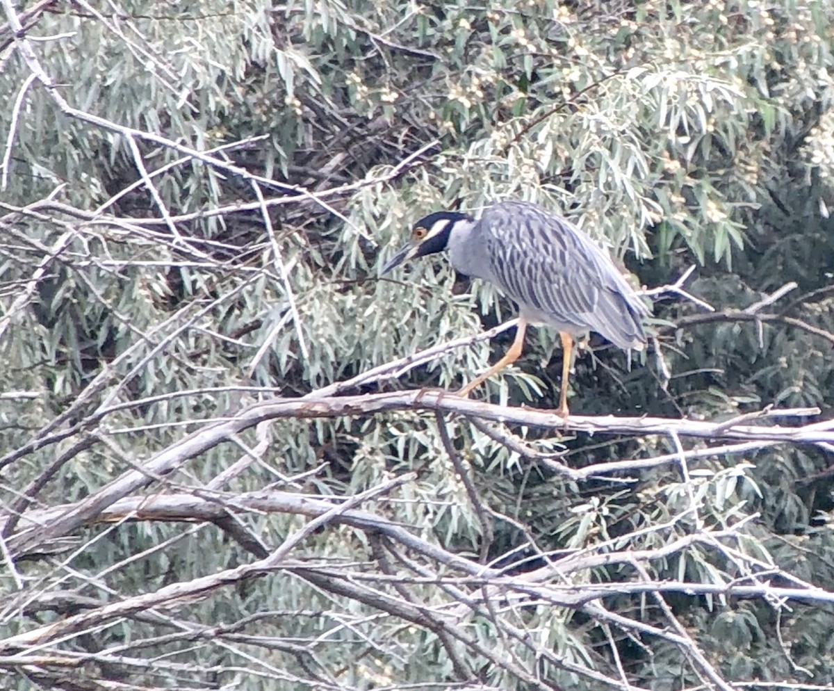 Yellow-crowned Night Heron - Gregg Goodrich