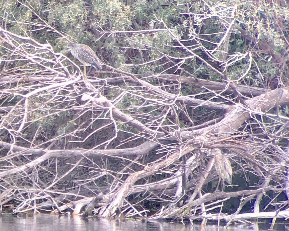 Yellow-crowned Night Heron - ML113178421