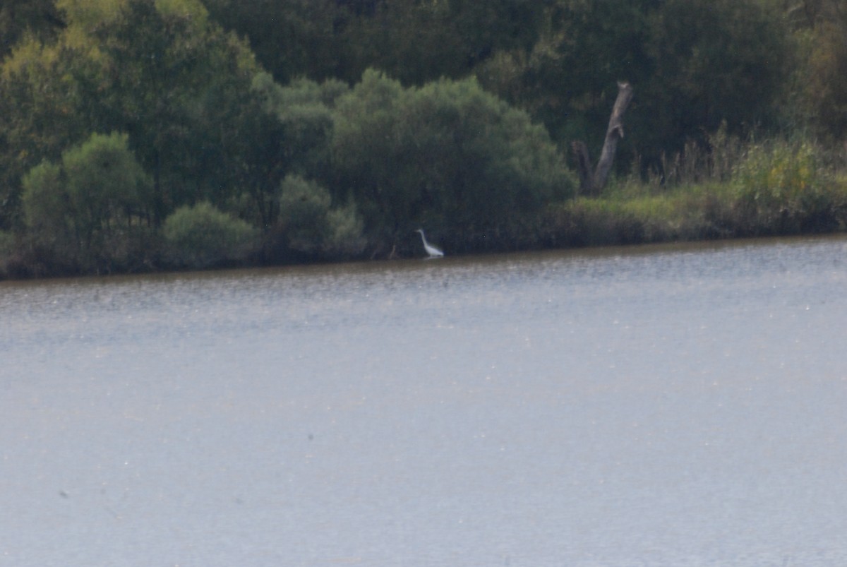 Great Egret - ML113179071