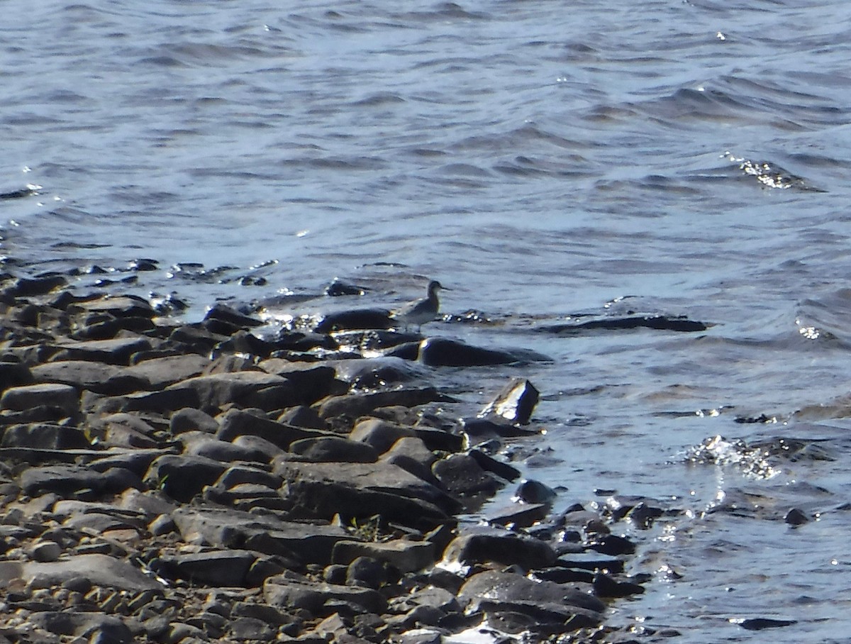 Red-necked Phalarope - ML113179451