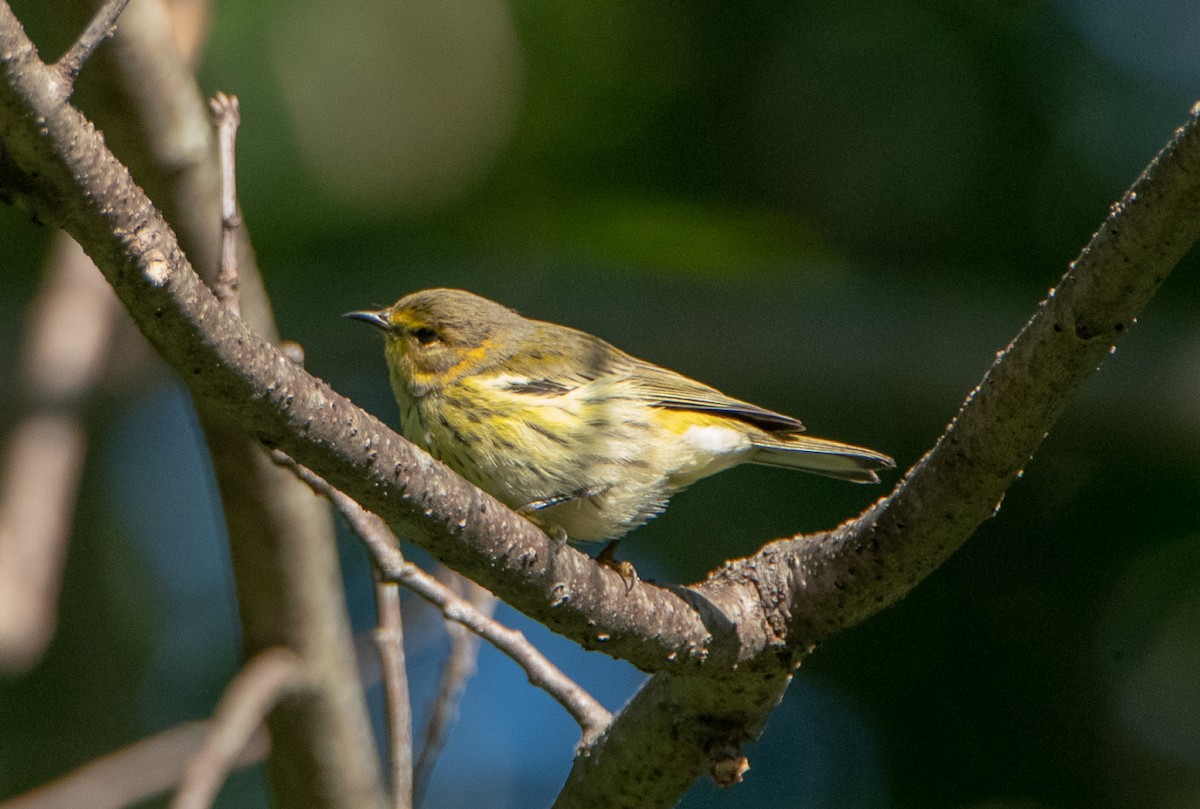 Cape May Warbler - Marianne Taylor