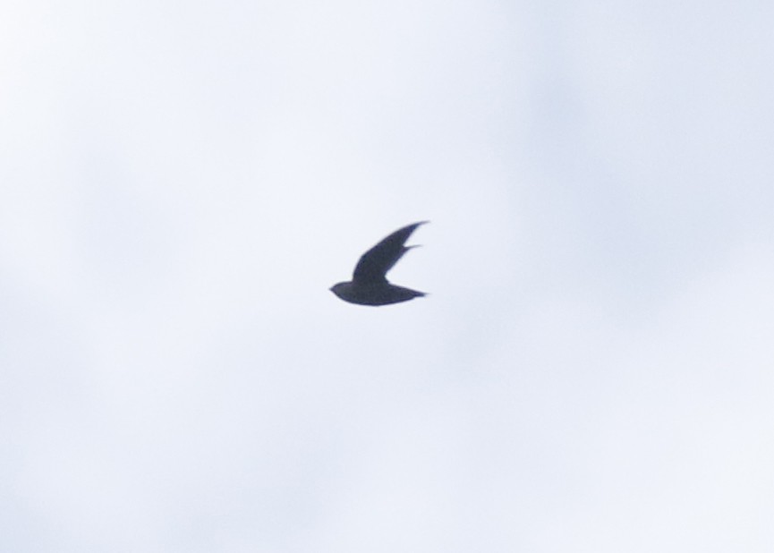 Chimney Swift - ML113182541