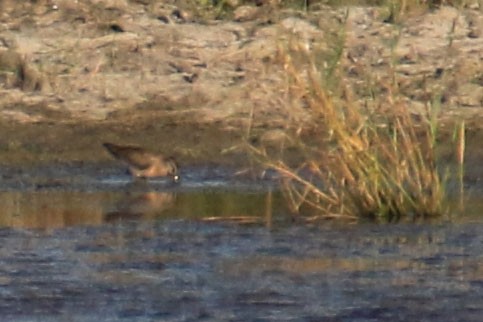 Short-billed Dowitcher - ML113183011