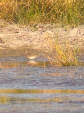 Short-billed Dowitcher - ML113183021