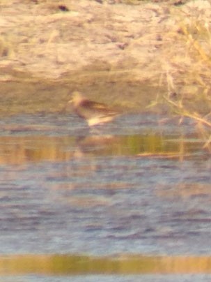 Short-billed Dowitcher - ML113183031