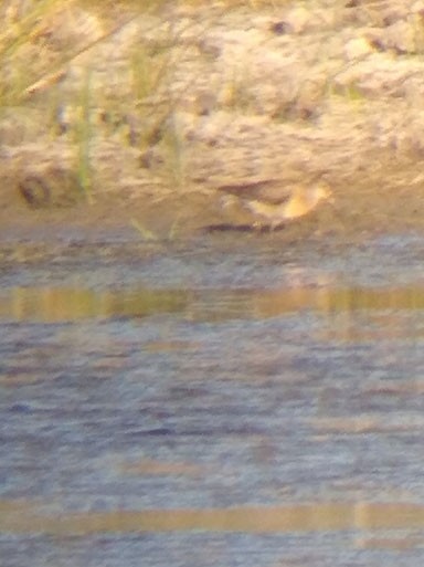 Short-billed Dowitcher - ML113183041