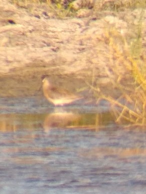 Short-billed Dowitcher - ML113183051