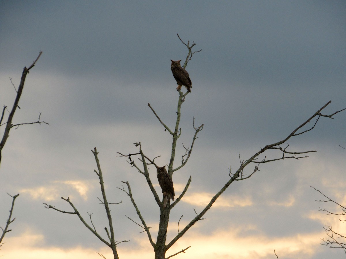 Great Horned Owl - ML113185001