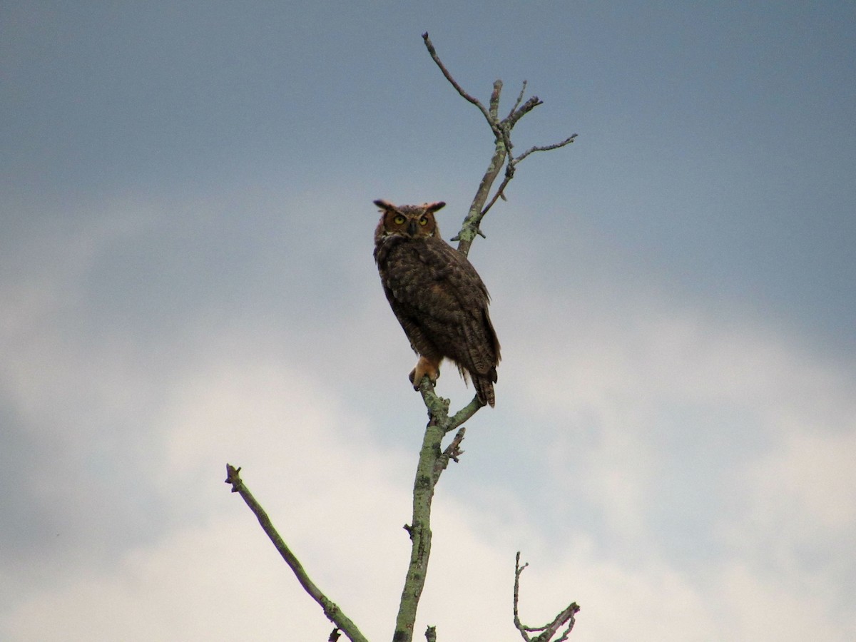 Great Horned Owl - ML113185091