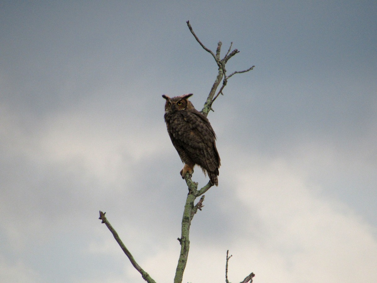 Great Horned Owl - ML113185111