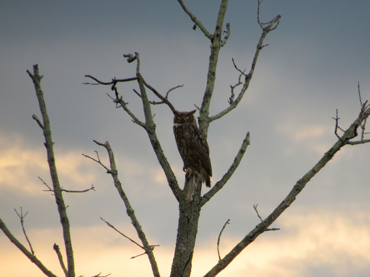 Great Horned Owl - ML113185211