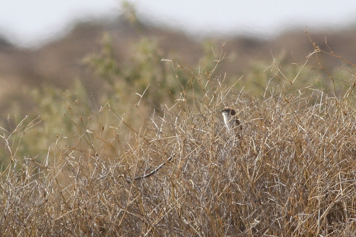 Eyrean Grasswren - ML113185851