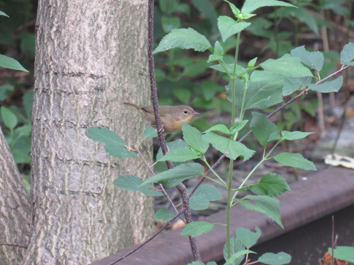 Common Yellowthroat - ML113186421