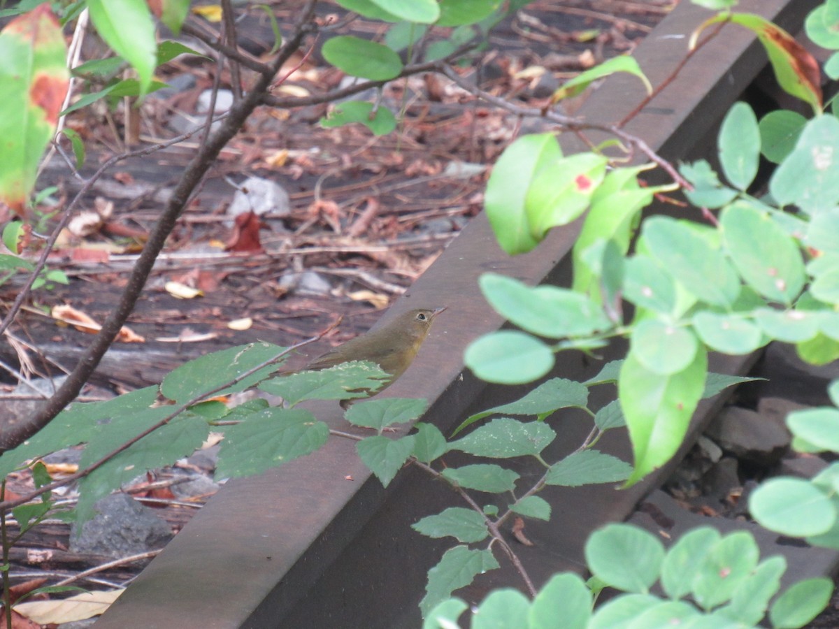 Common Yellowthroat - ML113186431