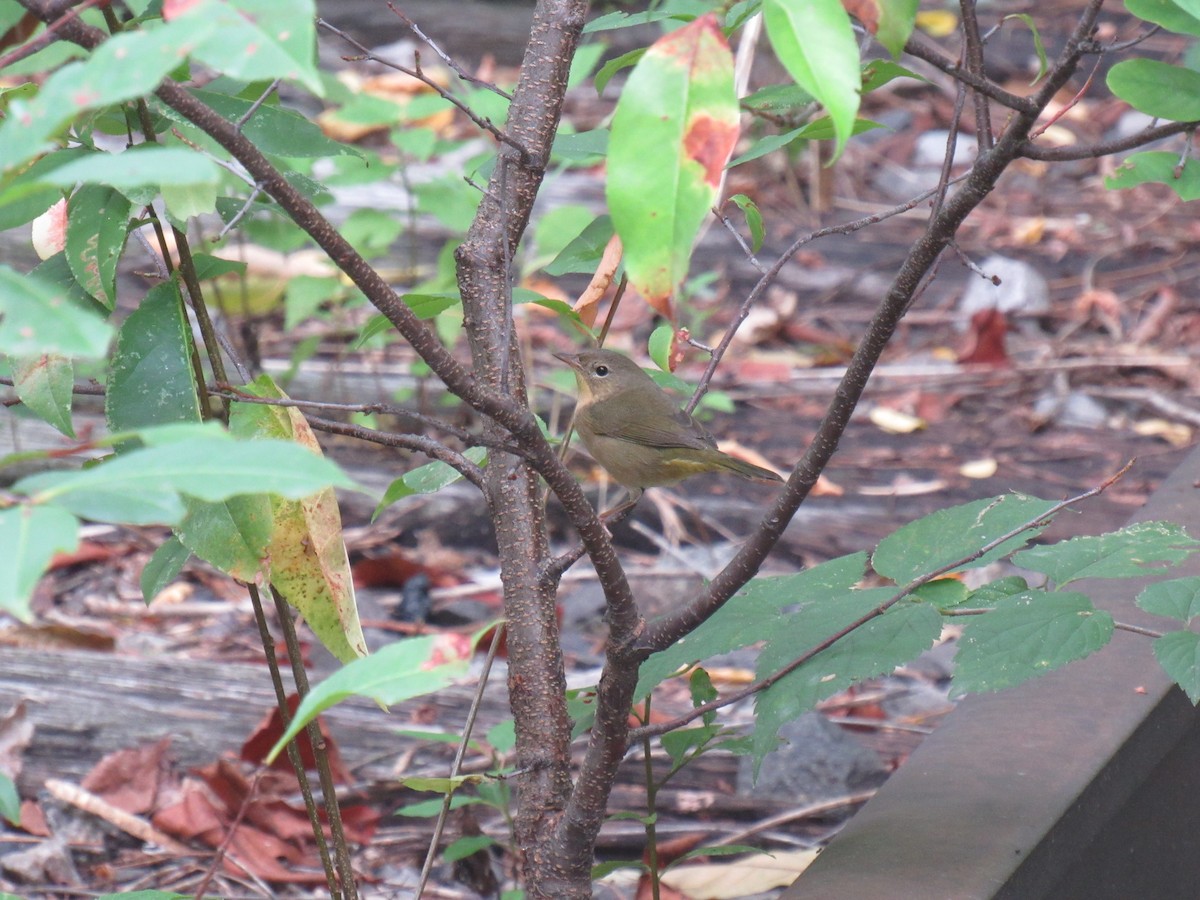 Common Yellowthroat - ML113186441