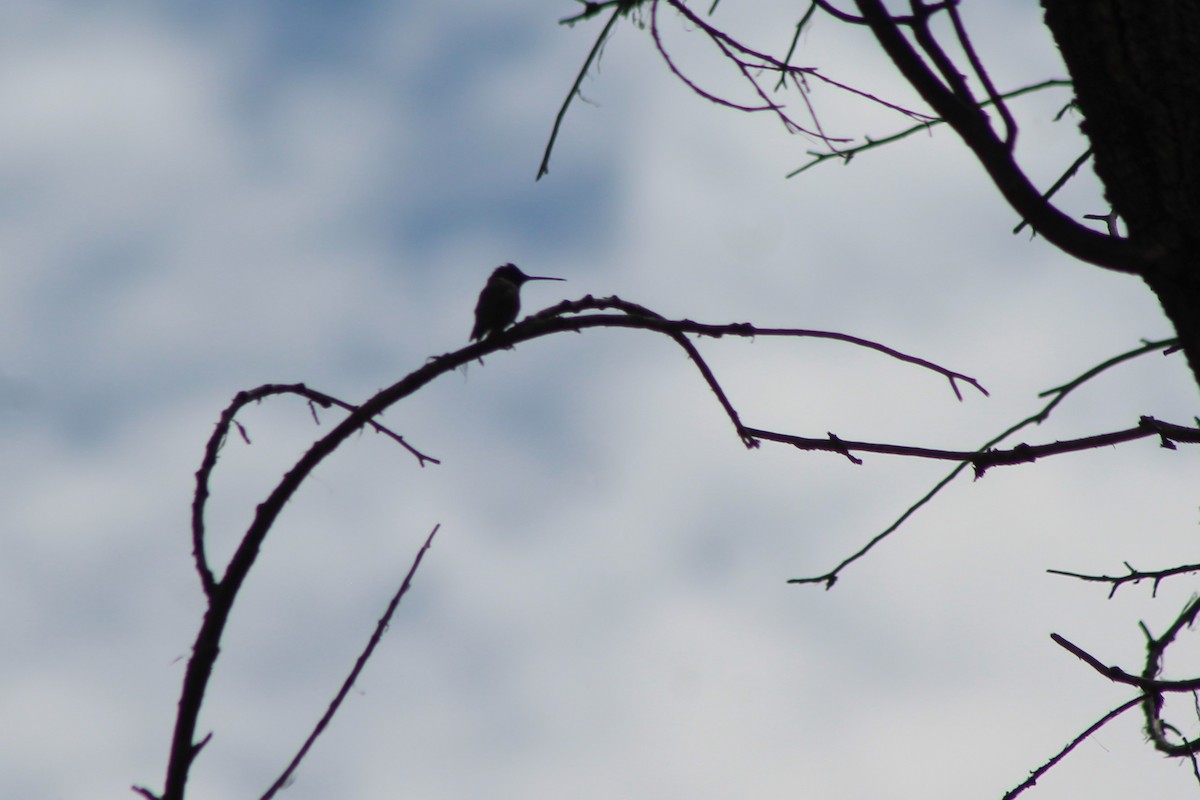 Black-chinned Hummingbird - ML113189021