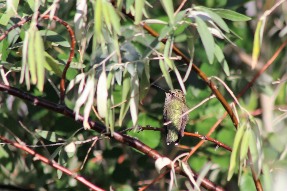 Black-chinned Hummingbird - ML113189051