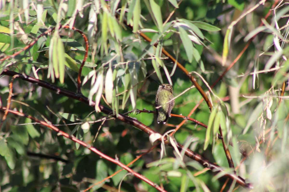 Black-chinned Hummingbird - ML113189071