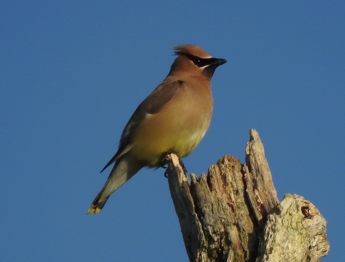 Cedar Waxwing - ML113189101
