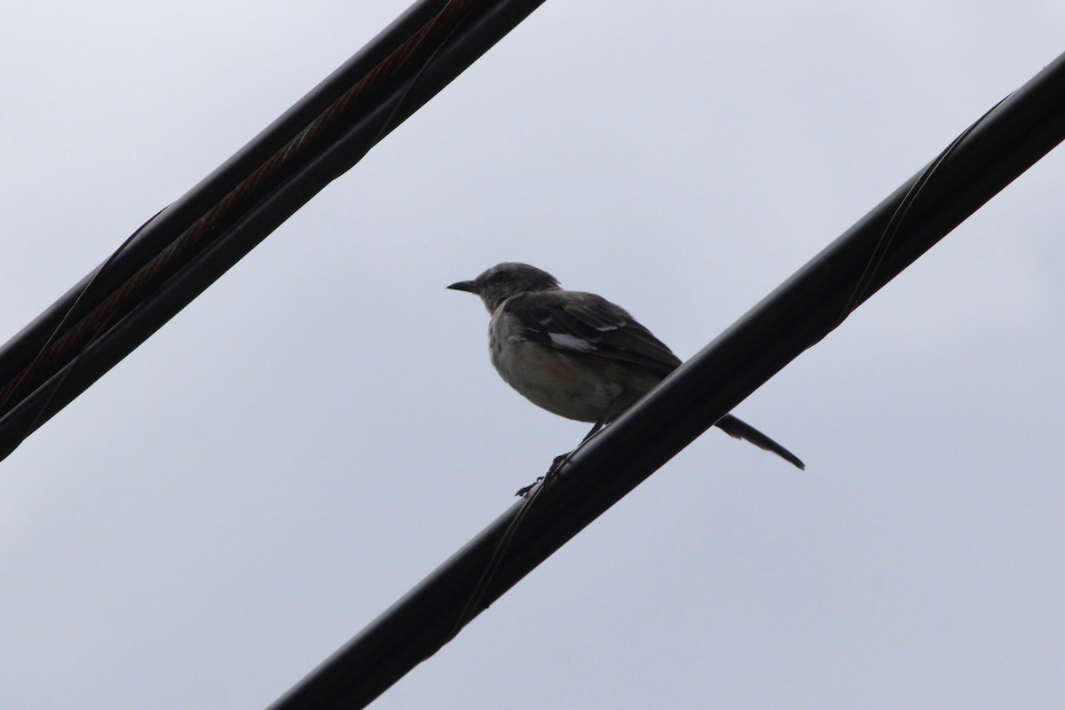 Northern Mockingbird - ML113190701