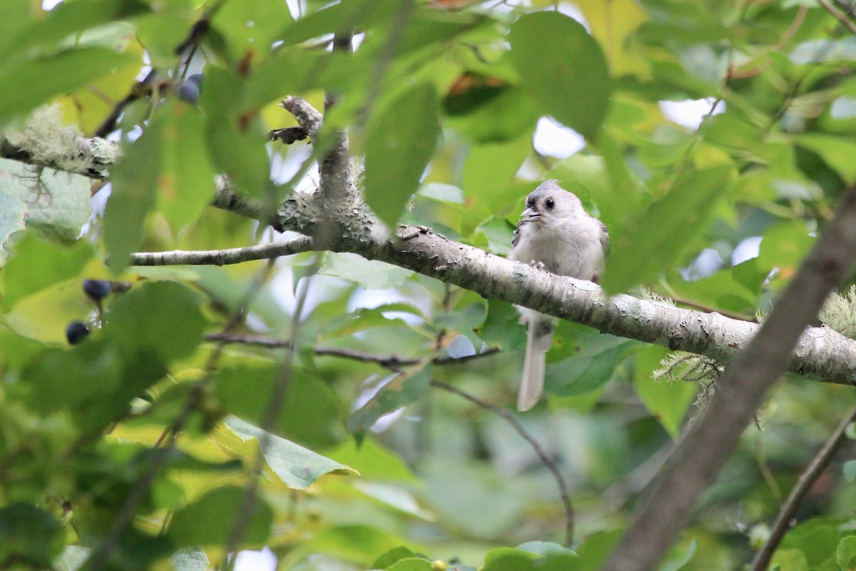 Tufted Titmouse - ML113190731