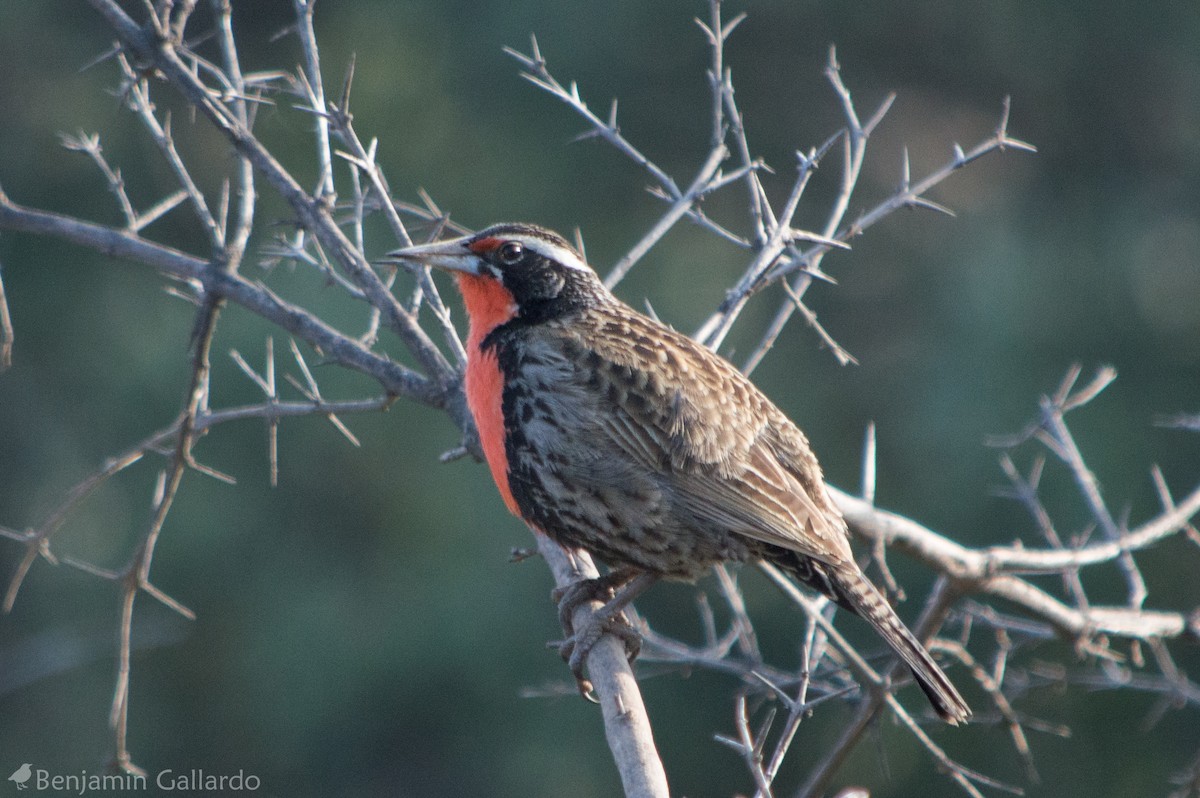 Long-tailed Meadowlark - Benjamin Gallardo