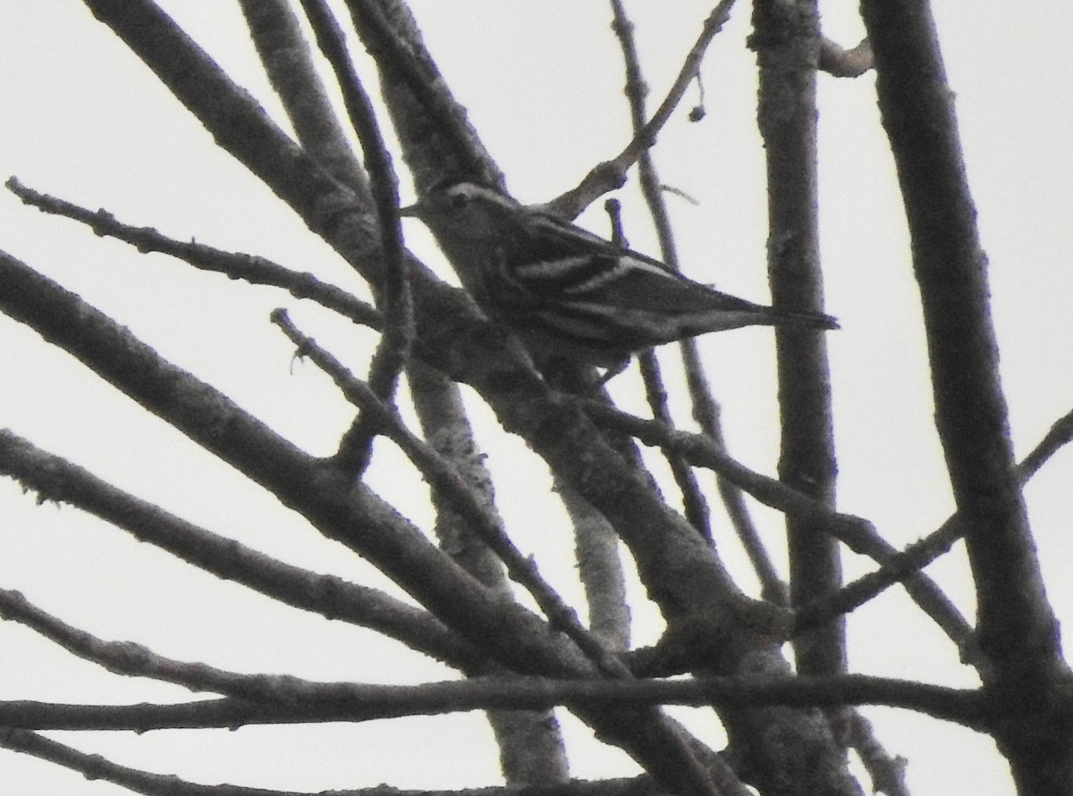 Black-and-white Warbler - ML113193141