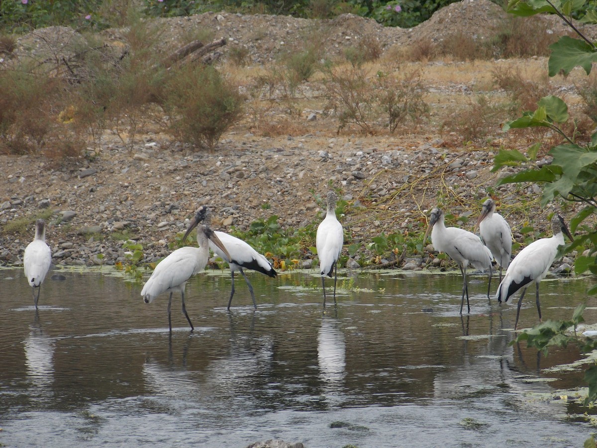 Wood Stork - ML113194951