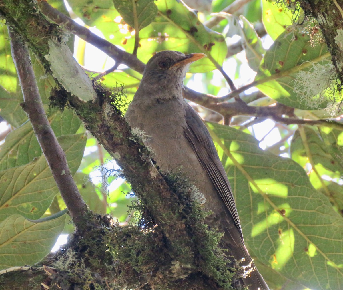 Chiguanco Thrush - ML113195051